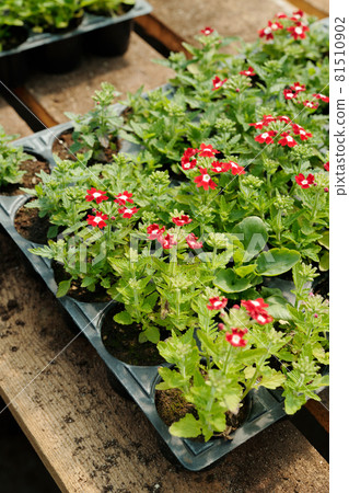 Large group of small plastic pots with blooming flowers Large group of small plastic pots with blooming flowers 81510902