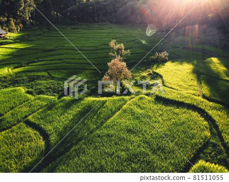 Rice field Aerial view of rice fields 81511055
