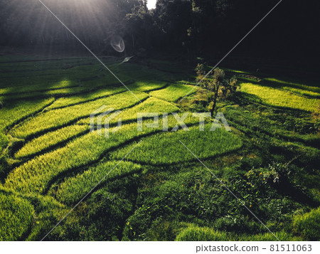 Rice field Aerial view of rice fields Rice field Aerial view of rice fields 81511063