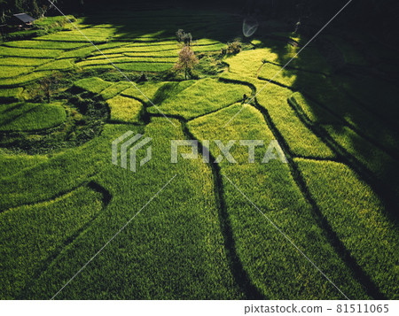 Rice field Aerial view of rice fields Rice field Aerial view of rice fields 81511065