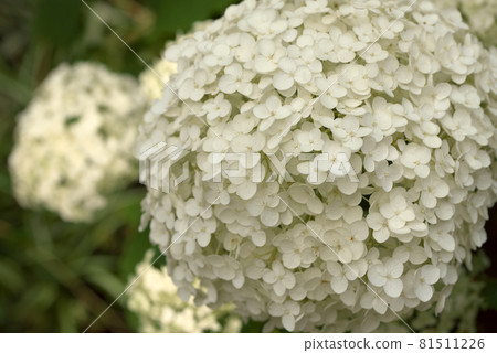 繡球花 繡球花白 繡球花 繡球花白 81511226