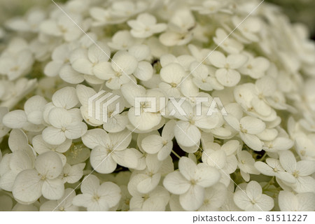 繡球花 繡球花白 繡球花 繡球花白 81511227