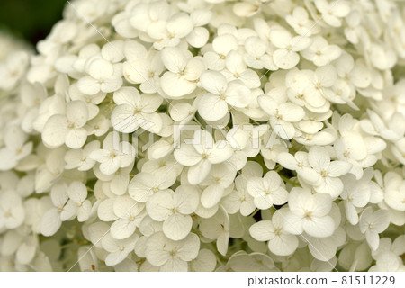 Hydrangea Hydrangea White Hydrangea Hydrangea White 81511229