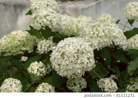 繡球花 繡球花白 繡球花 繡球花白 81511231