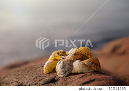 clams sea shells, with beautiful light and ocean sea background clams sea shells, with beautiful light and ocean sea background 81511263