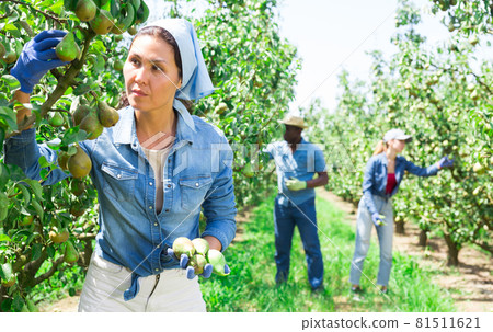 Asian female gardener during harvesting of pears at garden Asian female gardener during harvesting of pears at garden 81511621