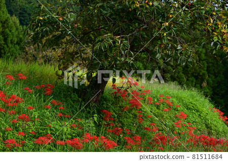 A cluster amaryllis around Katsuragi Hitokoton Shrine A cluster amaryllis around Katsuragi Hitokoton Shrine 81511684