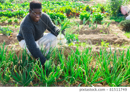 African farmer harvesting green onion 81511749