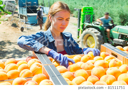 Young woman putting harvested peaches in boxes in garden 81511751