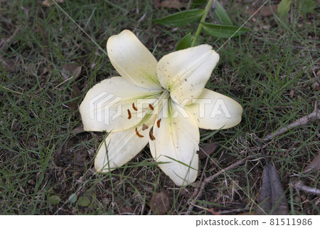Lily flowers that fall to the ground and bloom 81511986