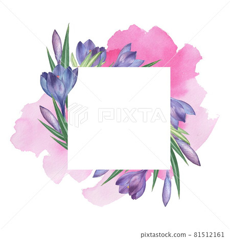 Crocus 9. Watercolor Floral frame. Watercolor illustration. Hand-drawing. Isolated on white Crocus 9. Watercolor Floral frame. Watercolor illustration. Hand-drawing. Isolated on white 81512161