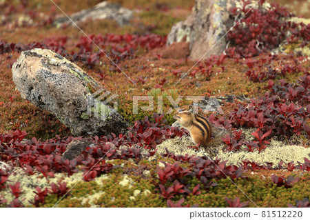 [北海道]大雪山黑岳的蝦夷花栗鼠 81512220