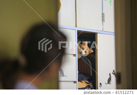 cat speak with the owner in the bedroom 81512271