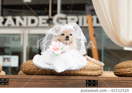 Bride 81512520