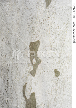 London plane 81512670