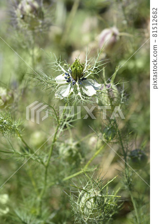 Love-in-a-mist Shorty Blue Love-in-a-mist Shorty Blue 81512682