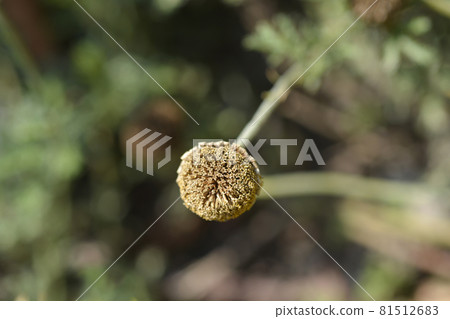 Yellow chamomile Yellow chamomile 81512683