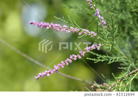 Salt cedar Salt cedar 81512694