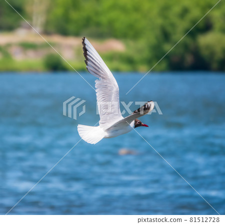 Beautiful Black Headed Gull, in elegant flight over blue water Beautiful Black Headed Gull, in elegant flight over blue water 81512728