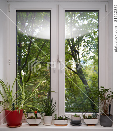 Home green plants on the window sill Home green plants on the window sill 81512882