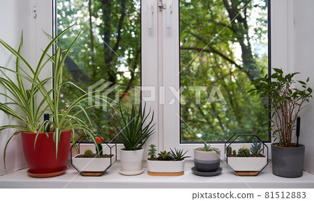 Home green plants on the window sill Home green plants on the window sill 81512883