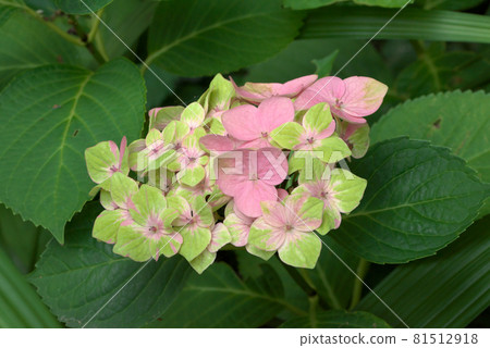 Hydrangea hydrangea green x pink Hydrangea hydrangea green x pink 81512918
