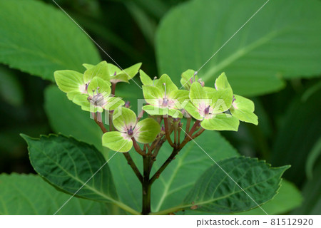 Hydrangea hydrangea green Hydrangea hydrangea green 81512920