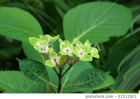 Hydrangea hydrangea green Hydrangea hydrangea green 81512921