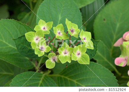 Hydrangea hydrangea green Hydrangea hydrangea green 81512924