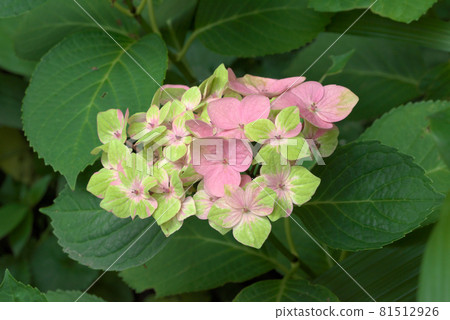 Hydrangea hydrangea green x pink Hydrangea hydrangea green x pink 81512926