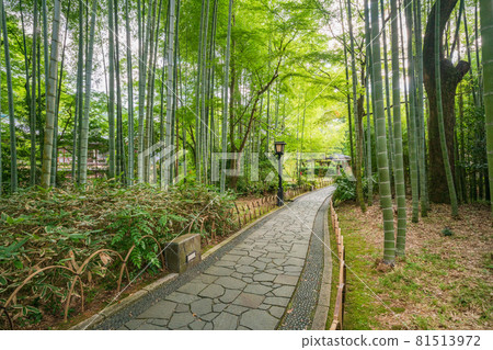 (Shizuoka Prefecture) Shuzenji Onsen, Bamboo Forest Path 81513972