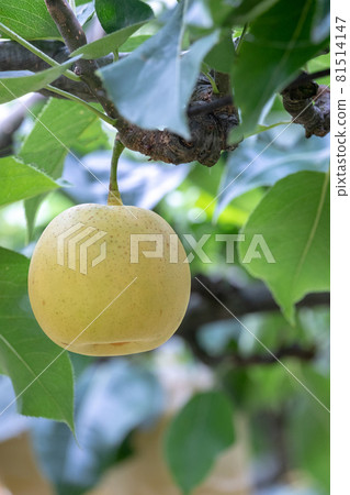 Nijisseiki Pear(鳥取縣百合濱町) Nijisseiki Pear(鳥取縣百合濱町) 81514147