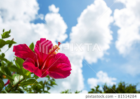 Image of Okinawa: Blue sky and red hibiscus Image of Okinawa: Blue sky and red hibiscus 81514284