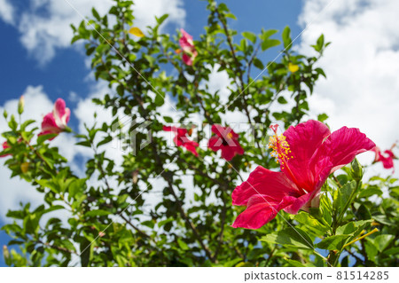 Image of Okinawa: Blue sky and red hibiscus 81514285