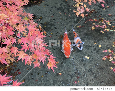 Autumnal leaves and Nishikigoi Autumnal leaves and Nishikigoi 81514347