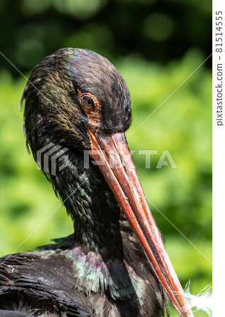 Black stork, Ciconia nigra in a german nature park 81514555