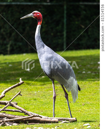 Sarus crane, Grus antigone also known as Indian sarus crane Sarus crane, Grus antigone also known as Indian sarus crane 81514556