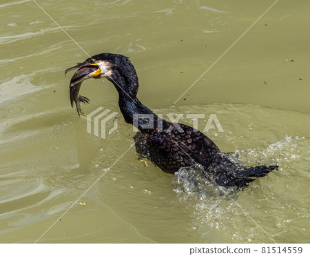 The great cormorant, Phalacrocorax carbo swimming on a lake and eating fish 81514559
