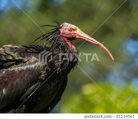 Northern Bald ibis, Geronticus eremita in the zoo 81514561