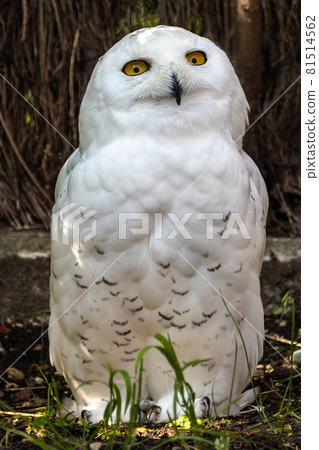 The Snowy Owl, Bubo scandiacus is a large, white owl of the owl family The Snowy Owl, Bubo scandiacus is a large, white owl of the owl family 81514562
