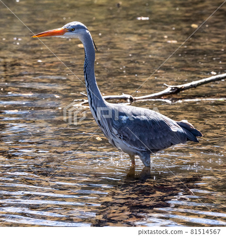 Grey heron, Ardea cinerea, a massive gray bird wading through a flat lake searching for fish 81514567