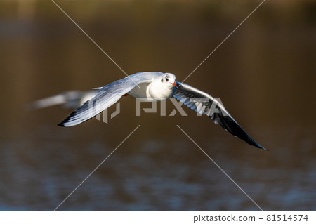 The European Herring Gull, Larus argentatus is a large gull 81514574