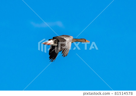 The flying greylag goose, Anser anser is a species of large goose 81514578