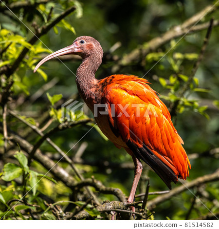 Scarlet ibis, Eudocimus ruber. Wildlife animal in the zoo Scarlet ibis, Eudocimus ruber. Wildlife animal in the zoo 81514582