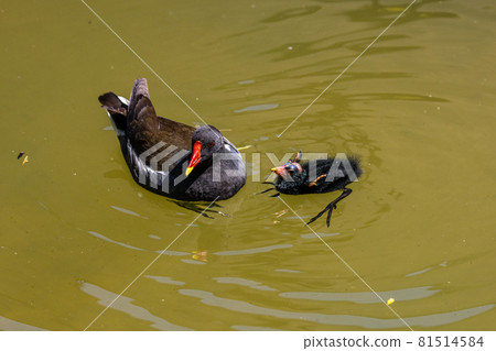 Common moorhen Gallinula chloropus also known as the waterhen or swamp chicken 81514584