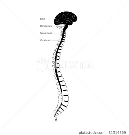 Spinal cord anatomy Spinal cord anatomy 81514869