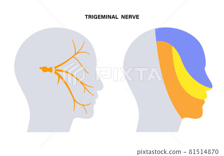 Trigeminal nerve diagram Trigeminal nerve diagram 81514870