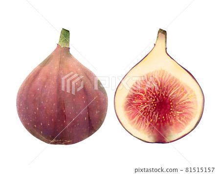 Illustration material with a whole and cross section of a fashionable fig 81515157