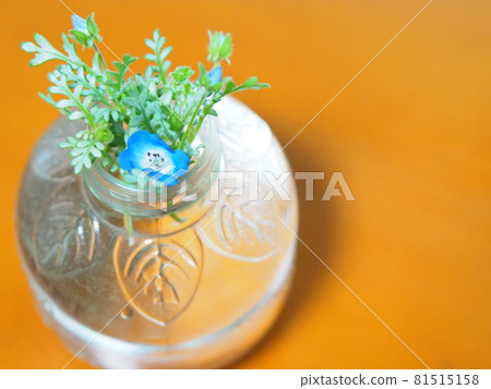 Cute nemophila flowers 81515158