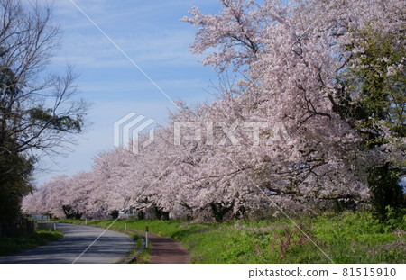 Scenery of cherry blossom trees in full bloom 81515910